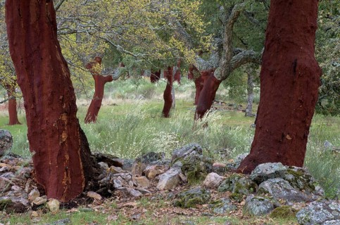 Cork oak