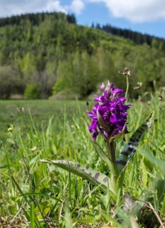 Broad-leaved orchid