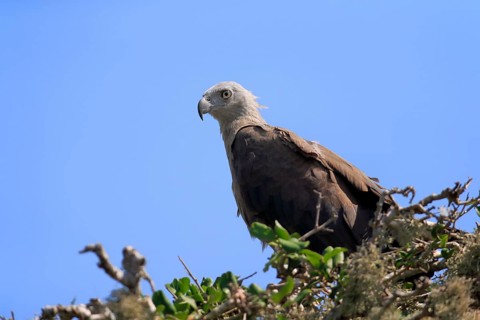 Grey-headed sea eagle