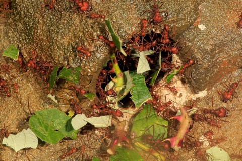 Leafcutter ant