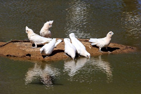 Little corella
