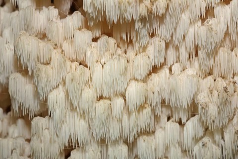 Prickly Beech Beard