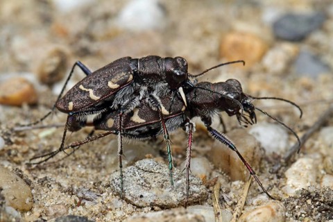 Forest sand beetle