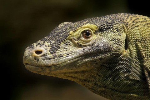 Komodo screen