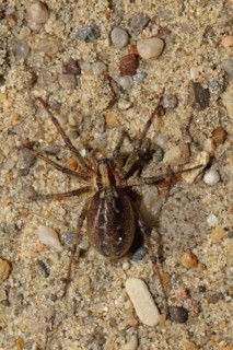 Wolf spider