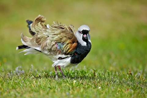 Southern Lapwing