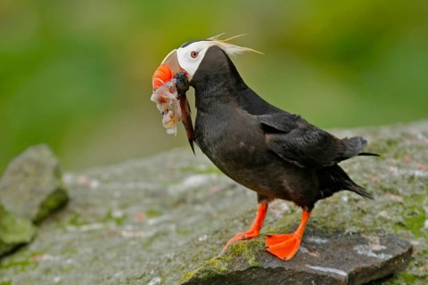 Tufted Puffin