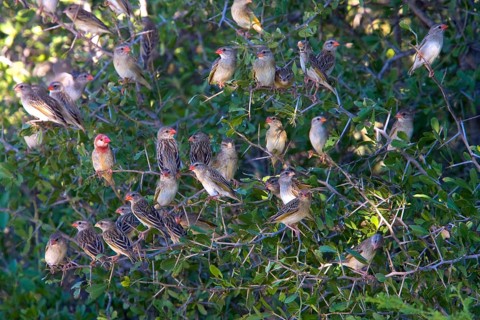Blood-billed weaver