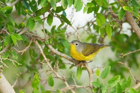 Nashville warbler