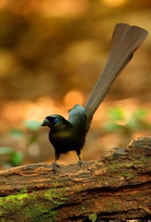 Brass-tailed Treepie