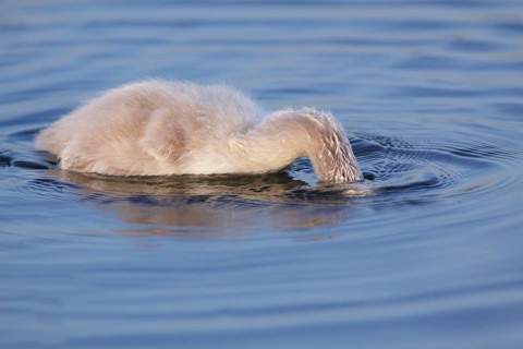 Mute Swan
