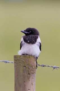European magpie