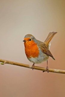 European european robin