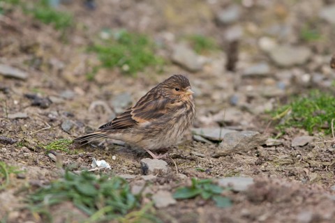 Twite