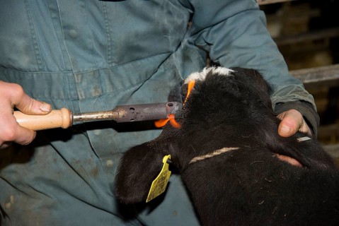 Domestic Cattle