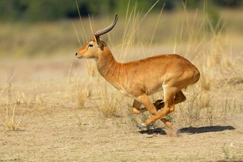 Kobus vardoni