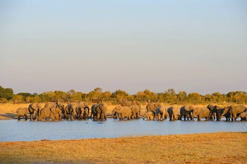 African Elephant