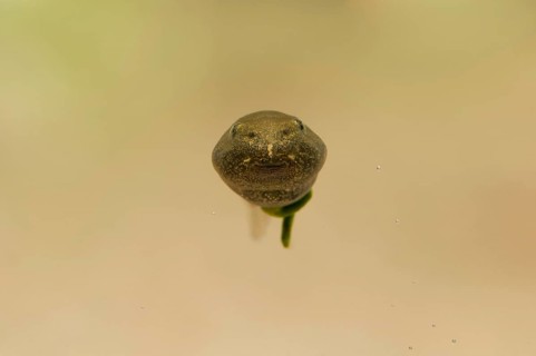 Common common frog
