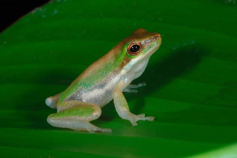 Northern Dwarf Treefrog