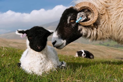Domestic Sheep