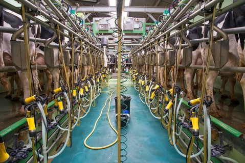 Dairy farming