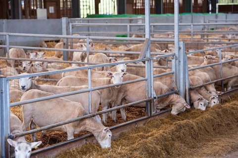 Domestic Sheep