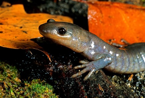 Jefferson's Salamander