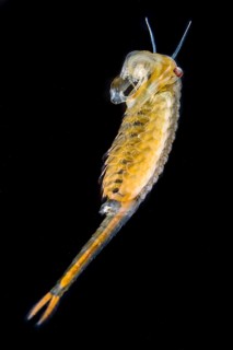 Fairy Shrimp
