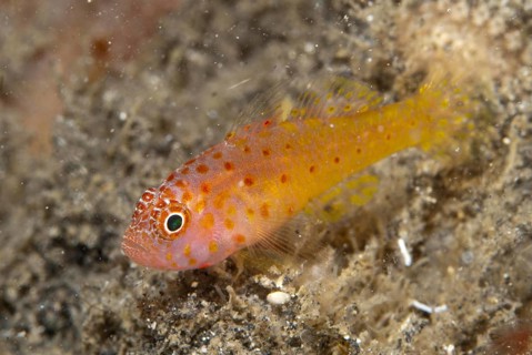 Coral Goby