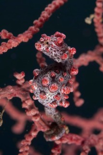 Pygmy seahorse