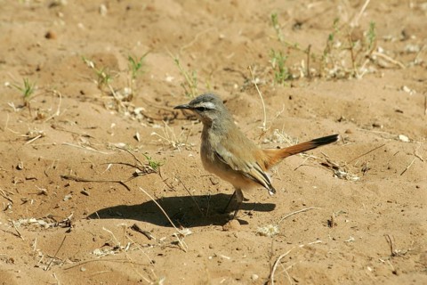 Kalahari Robin