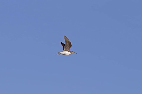 Green sandpiper