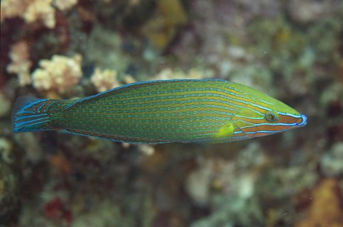 Richmond's wrasse