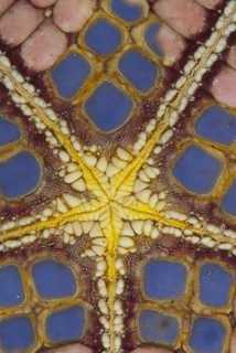 Large Pillow Star