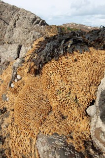 Tubular reef colony of the honeycomb worm