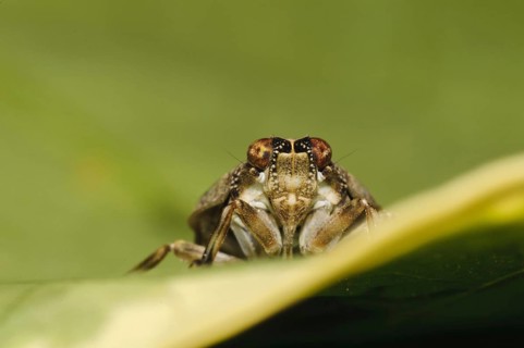Beetle cicada