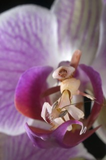 Walking flower mantises