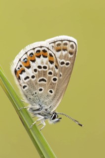 White Clover Blue