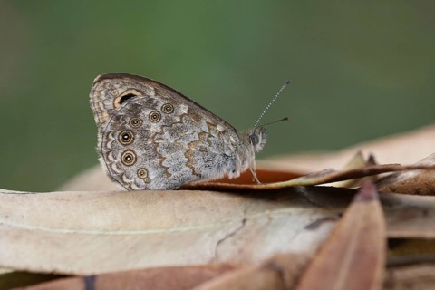 Wall Brown