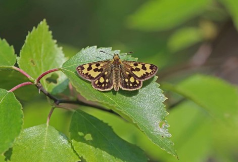 Northern Chequered Skipper