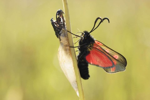 Six-spotted Burnet adult
