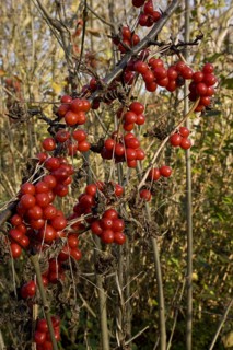 Black Bryony