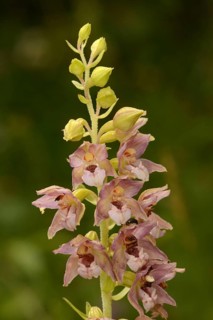 Broad-leaved Helleborine