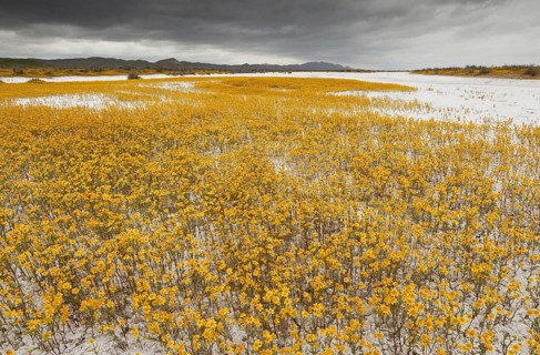 Coulter's Goldfields