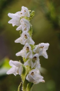 Creeping Lady's Tresses
