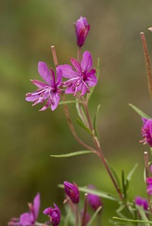 Rosemary willowherb