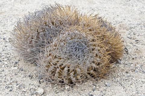 Sandillon de los ratones
