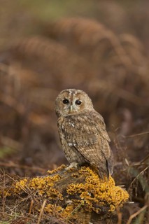 Adult tawny owl