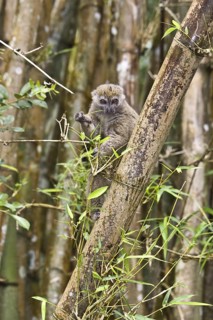 Eastern bamboo lemur