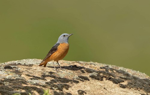 Common rock thrush